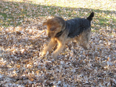 Airedale Hannah playing in the leaves