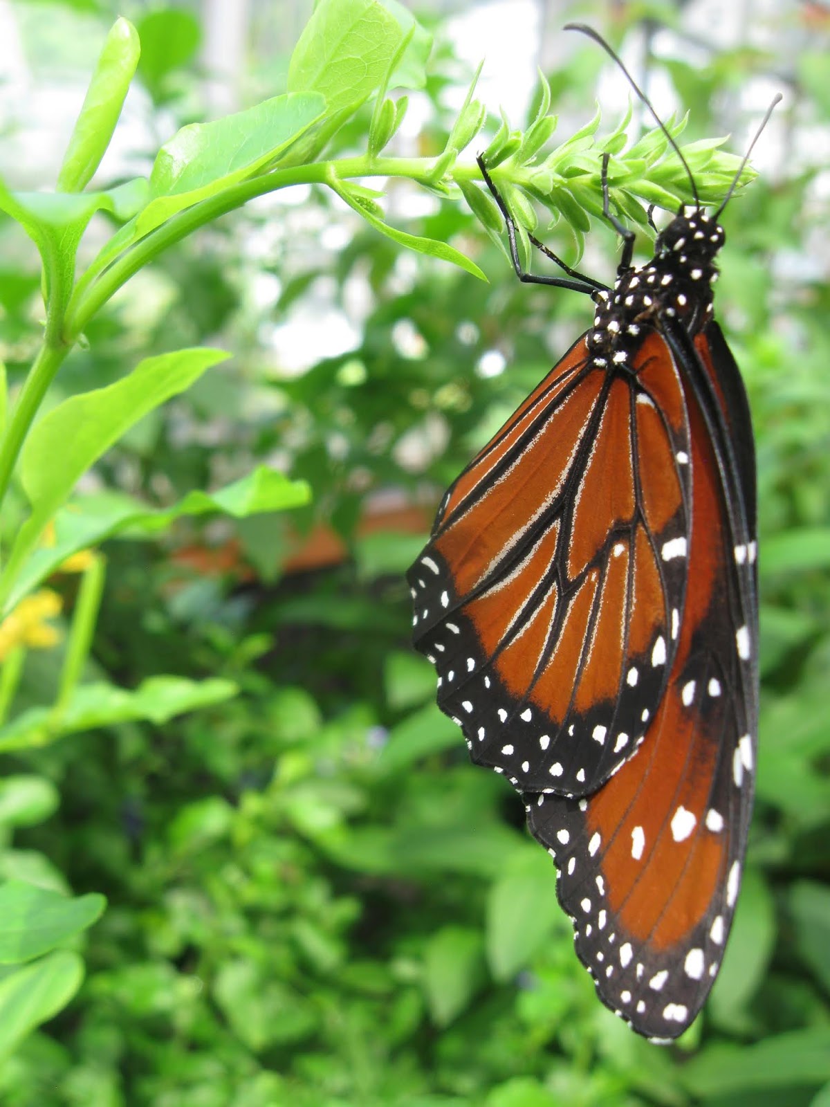 WashingtonGardener Win Passes to the Brookside Gardens Wings of Fancy