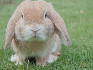 Essay padhiye: Essay on rabbit in english