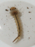 Sivrisinek larvası
