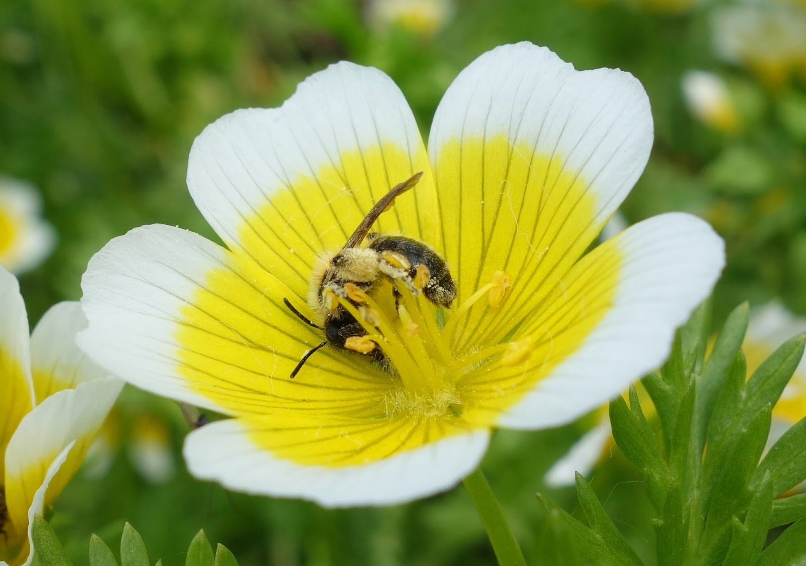 Urban Pollinators: Tried and tested pollinator-friendly flowers for ...