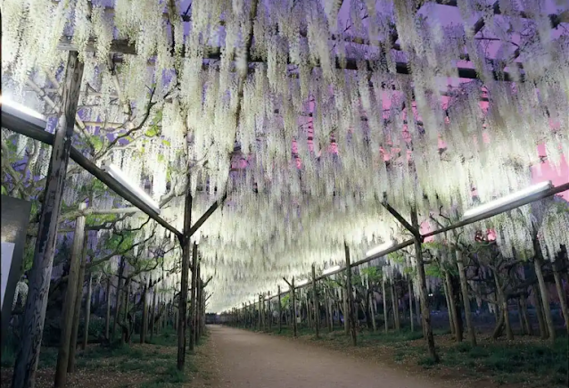 most beautiful places on earth is Ashikaja flower park, Ashikaja, Japan.