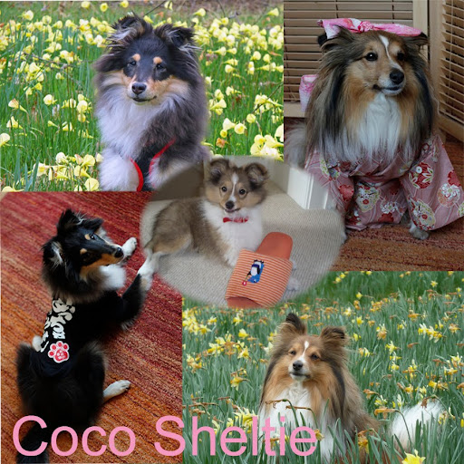 Coco Sheltie