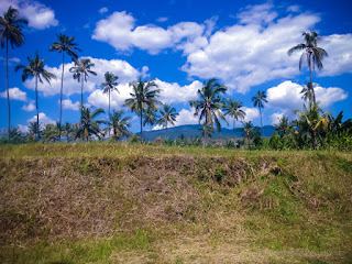 Natural Scenery Of Wide Farmlands On A Sunny Day In The Cloudy Blue Sky At The Village Ringdikit North Bali Indonesia