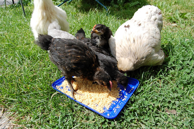 Deux poules et 6 petits pious pious DSC_1716