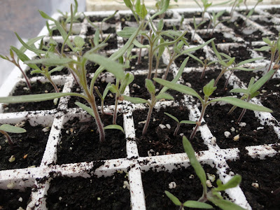 SEMILLERO DE TOMATES GERMINADOS