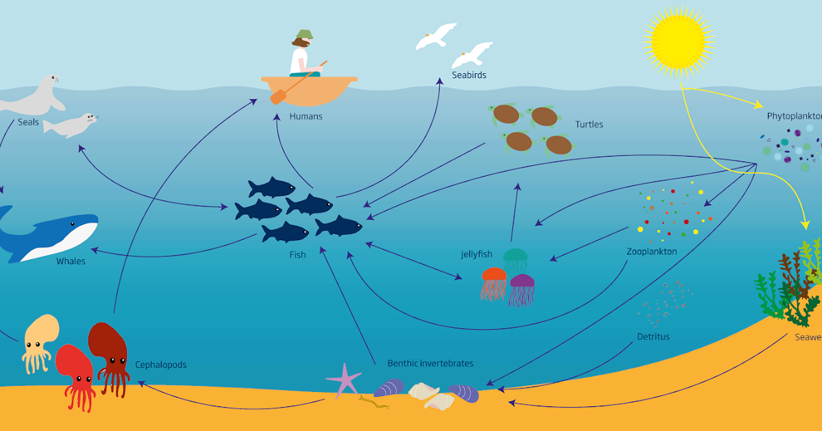 Трофические цепи фитопланктон. Экосистема моря. Фитопланктон пищевая цепь. Экосистема моря схема. Экосистема море для детей.