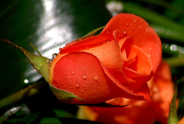 Bunga mawar orange