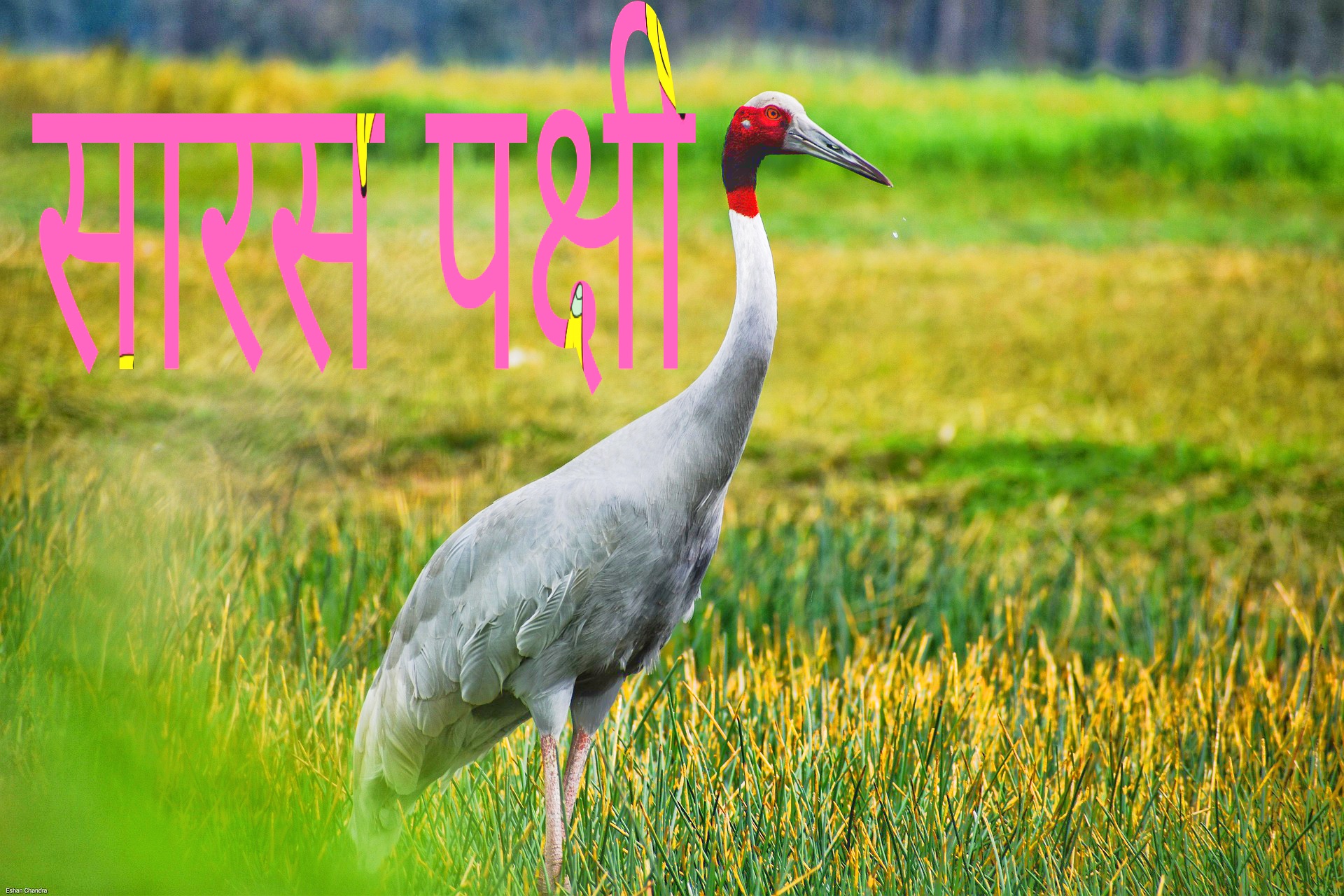 सारस पक्षी के बारे में अदभुत १५ जानकारिया // Sarus Crane Information In