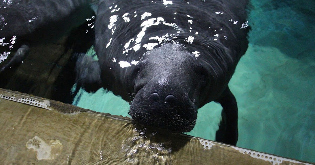 Kai And Junior - First Manatees To Arrive In Guadeloupe | Mommy