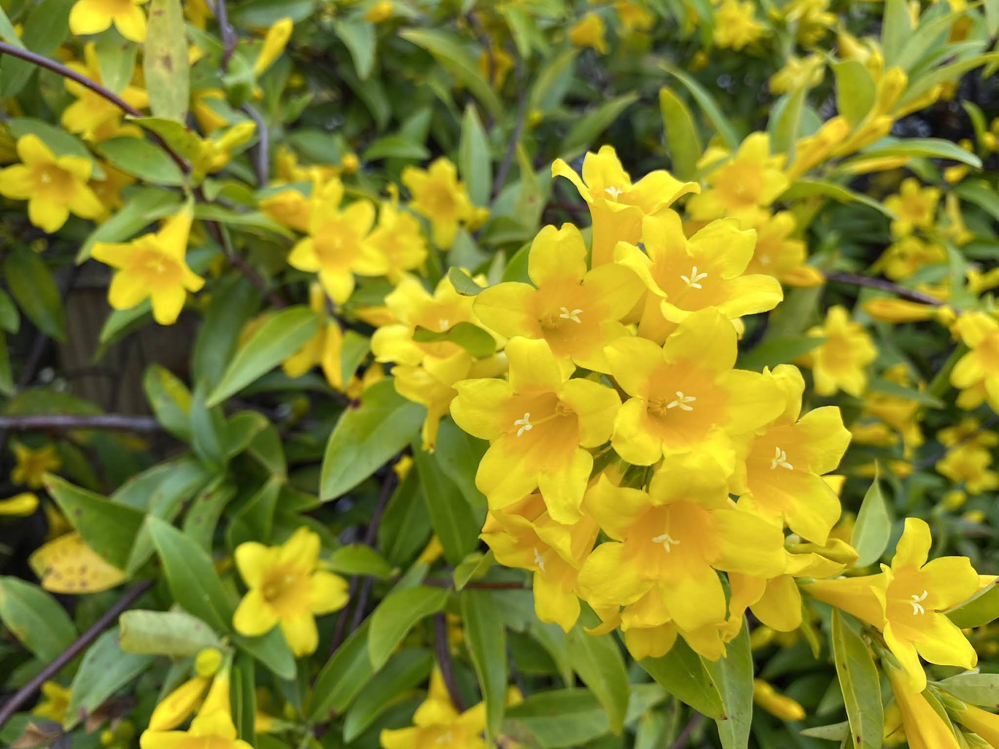 Quilted Blooms: In Bloom #52 Carolina Jessamine Quilted Blooms: In Bloom #52 Carolina Jessamine