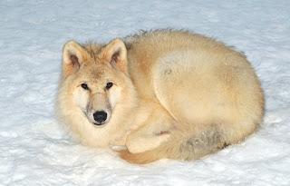 Kutup kurdu (Canis lupus arctos)