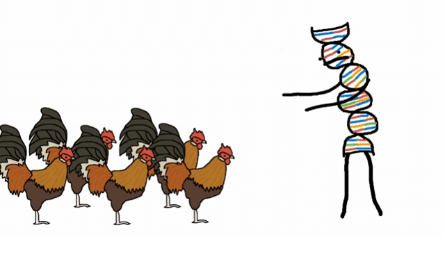 Why the Chicken Got Domesticated