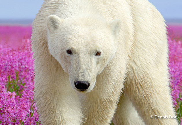 Canadian Photographer Captures Polar Bears Playing In Flower Fields