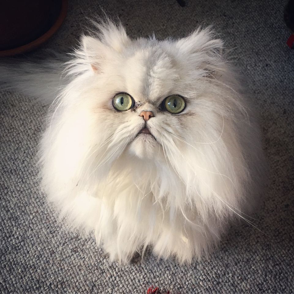 Arriba 100+ Foto Corte De Pelo Para Gato Persa Mirada Tensa 09/2023