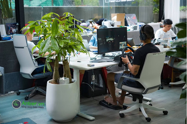 chậu cây kim ngân