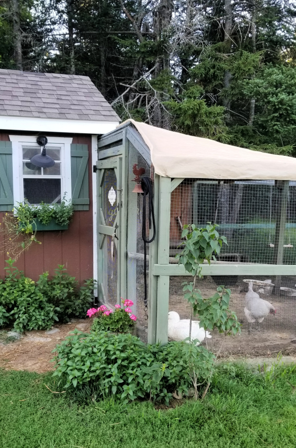 5 Easy Ways to Summerize your Chicken Run Fresh Eggs Daily® with Lisa