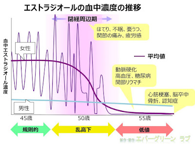 更年期にはエストロゲン(エストラジオール:E2)の血中濃度が乱高下することでほてり、発汗、憂鬱などの精神症状、関節の痛み、疲労感、倦怠感などが生じます。同時に、動脈硬化、心筋梗塞、脳卒中、関節リウマチ、骨粗鬆症、認知症などが、目に見えないところで進行し始めます。男性では、生涯を通して少量ながらエストロゲンが分泌されるため、これらの疾患が急に進行することはありません。