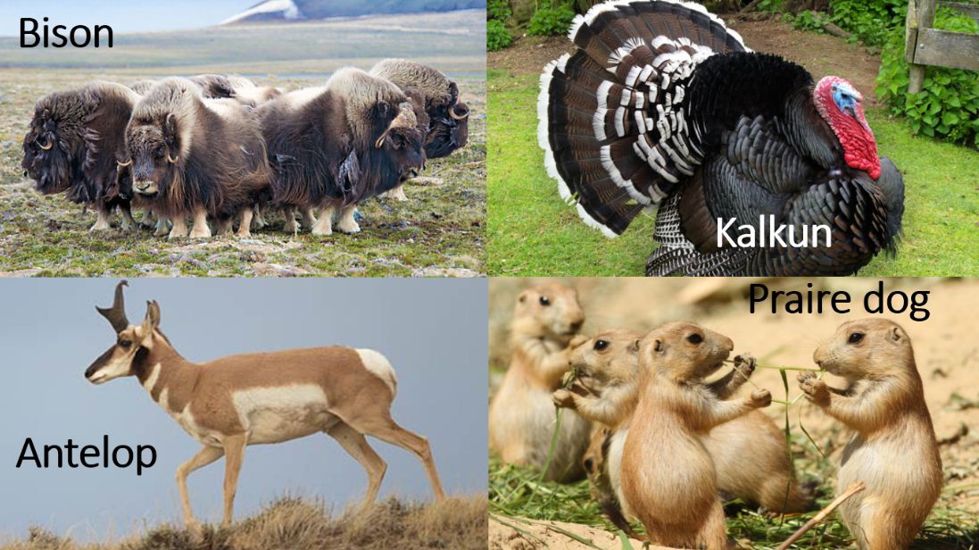 Persebaran Fauna Dunia-TERLENGKAP