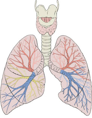 COPD A Cronic Disease,, लक्षण, बचाव,उपचार COPD A Cronic Disease,, लक्षण, बचाव,उपचार