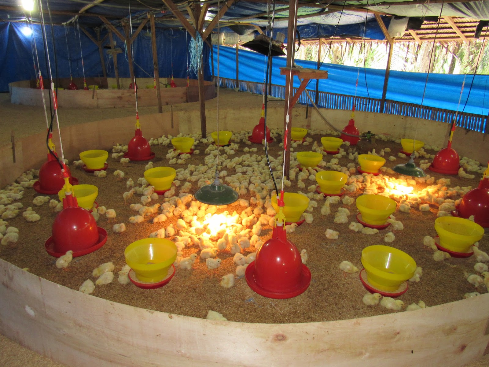 Jarak Tempat Pakan Ayam Broiler Tentang Kolam Kandang Ternak