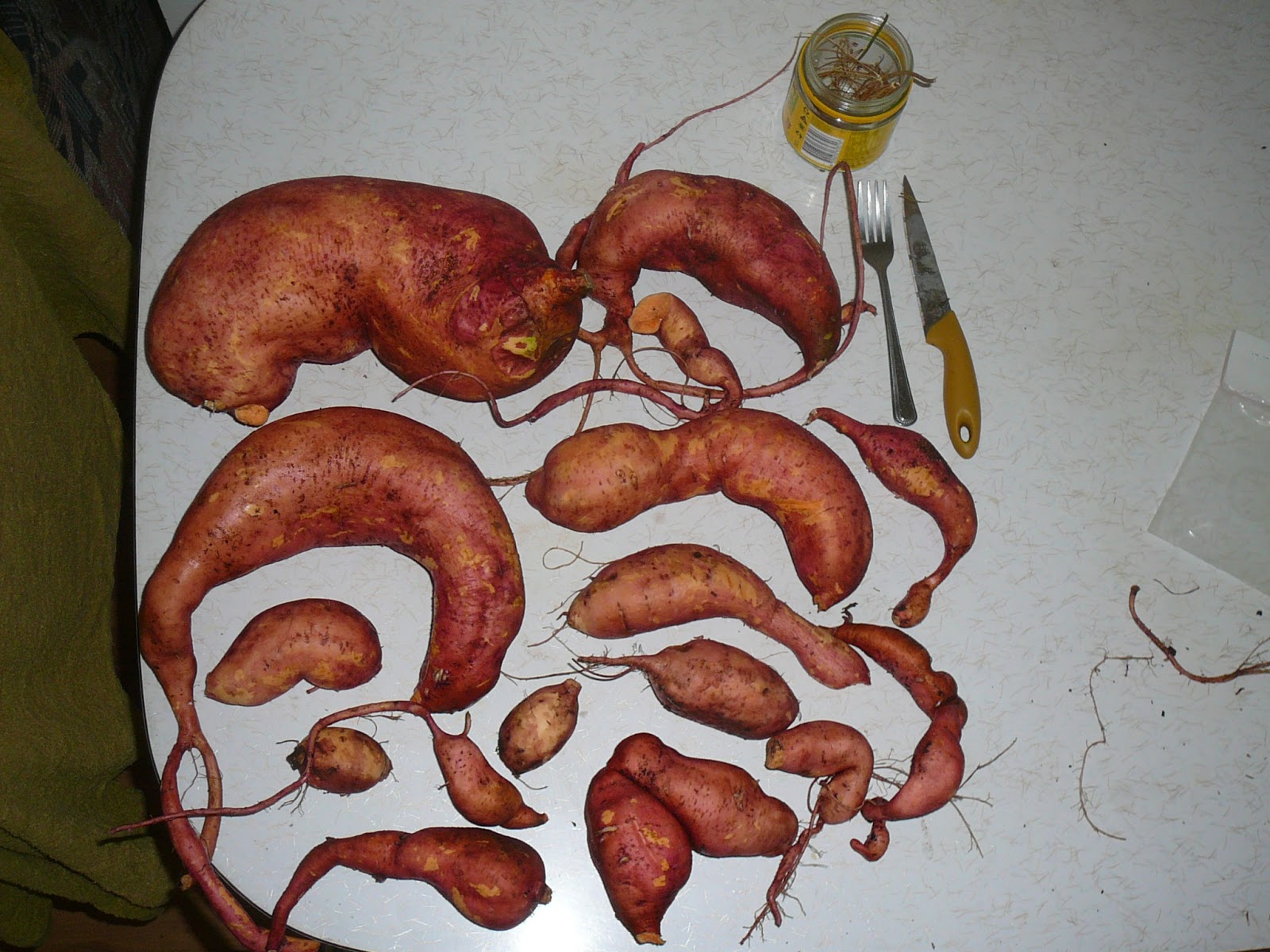 People, Plants, Landscapes Growing Sweet Potatoes in Melbourne