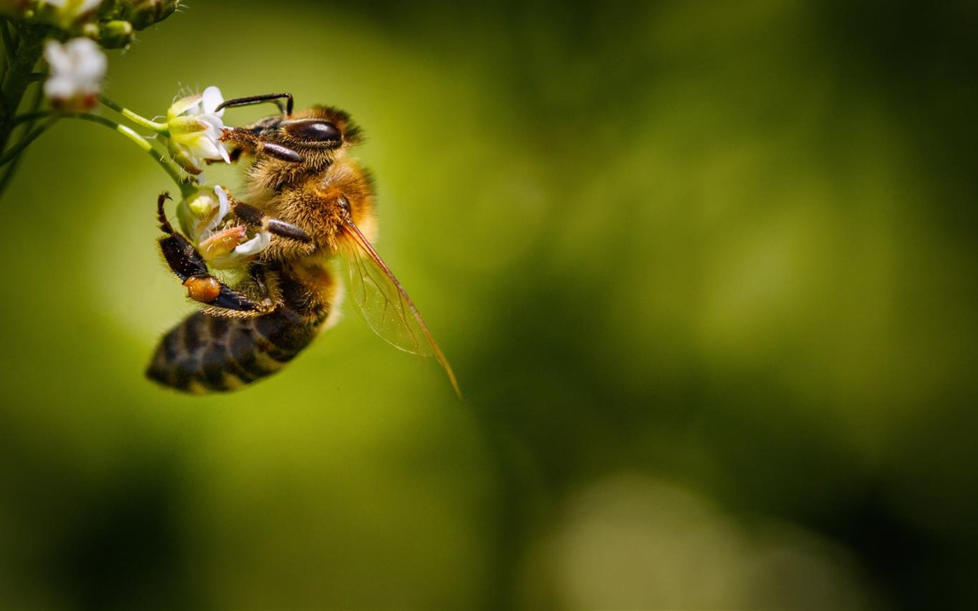 Download Explore Beekeeping,Tema per Windows 10
