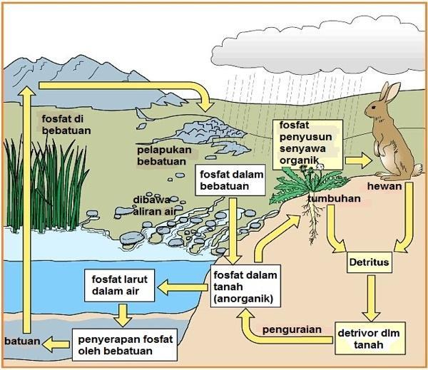 Gambar  Siklus Fosfor