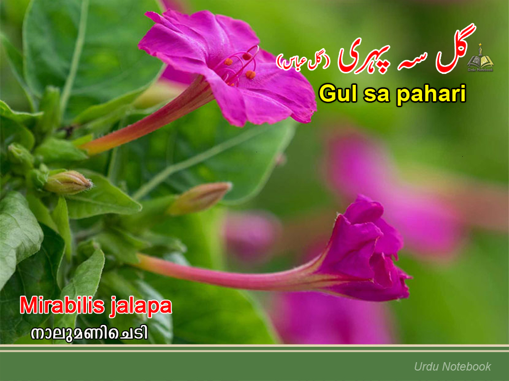 urdunotebook Flower Urdu Wallpaper