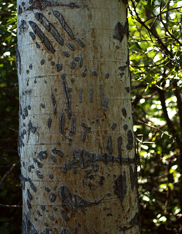 Bear Claws on Aspen tree Rockefeller preserve