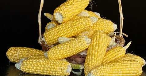 هل تأكل الذرة صحيا لفوائدها من الذرة