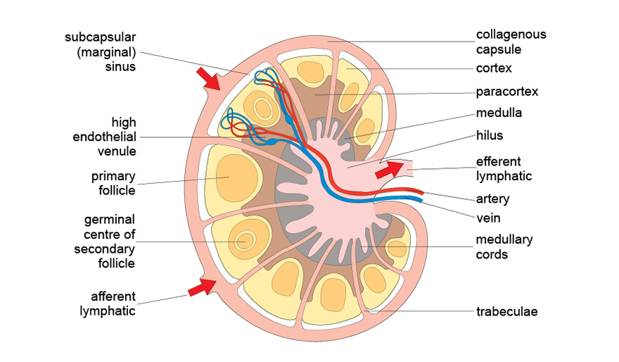 Organs of the immune system