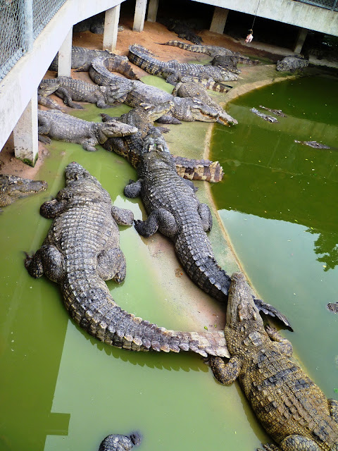 Крокодилы в Таиланде (Crocodiles in Thailand)