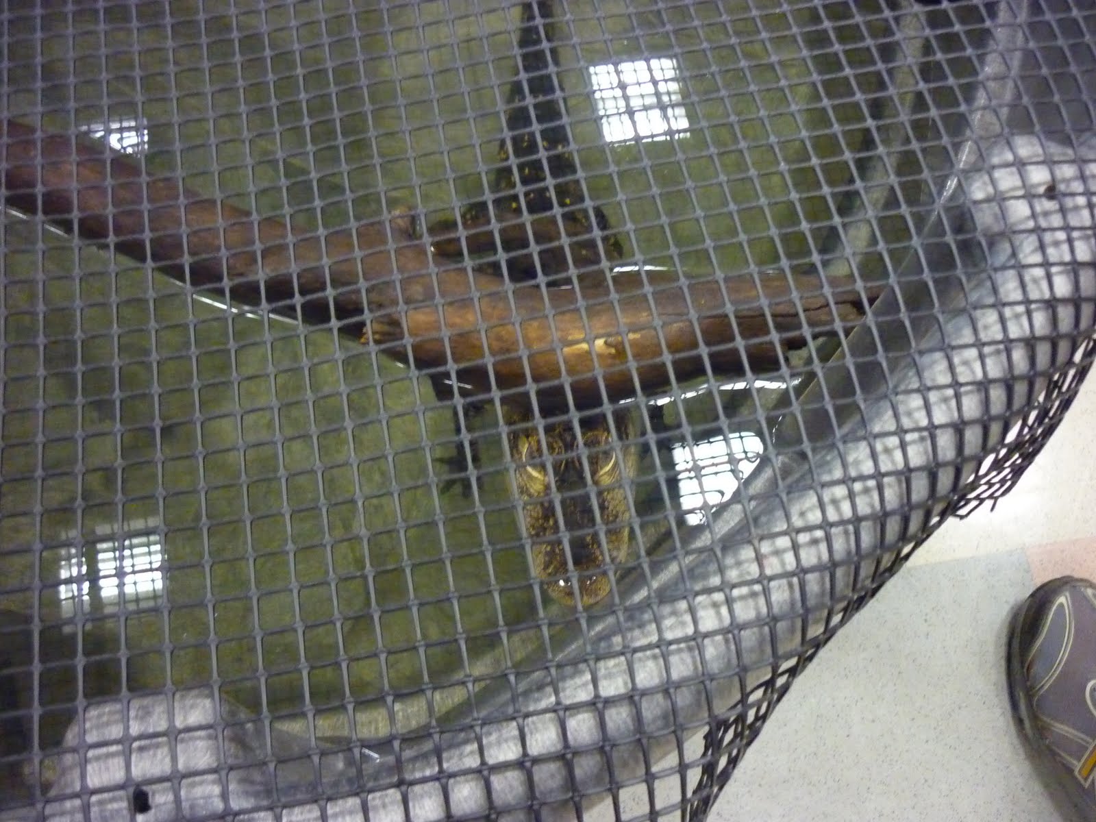 Gardening Merit Badge 2011 Reptile and Amphibian Show, September 3, 2011