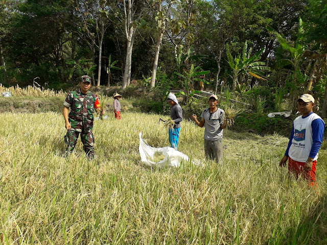 Upaya Khusus Babinsa Dampingi Petani Panen Padi