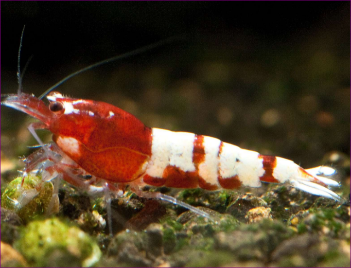 Red Bee Shrimp Jenis Udang Hias yang Bisa Mempercantik Aquascape