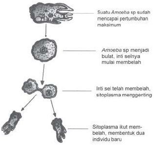 Perkembangbiakan Makhluk Hidup Pelajaran IPA SD Kelas 6 