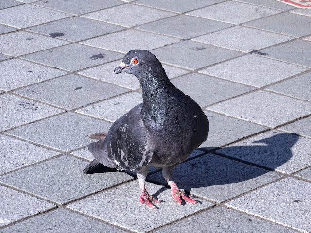 鳩,鳥,新宿駅東口〈著作権フリー無料画像〉Free Stock Photos