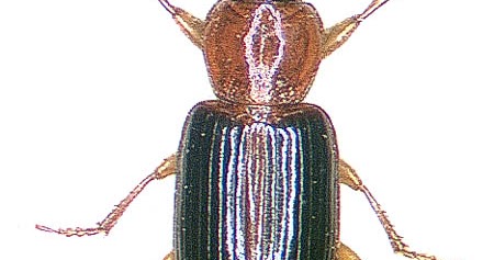 Variety of Life Lecanomerus