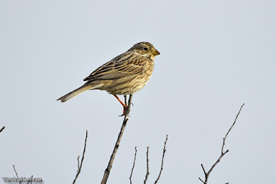 Cruixidell (Miliaria calandra)