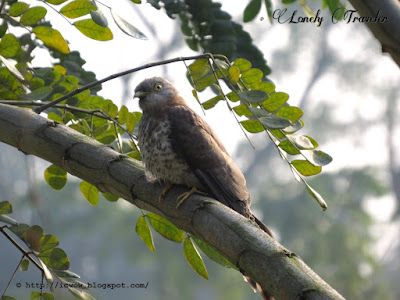 Common hawk-cuckoo - Hierococcyx varius