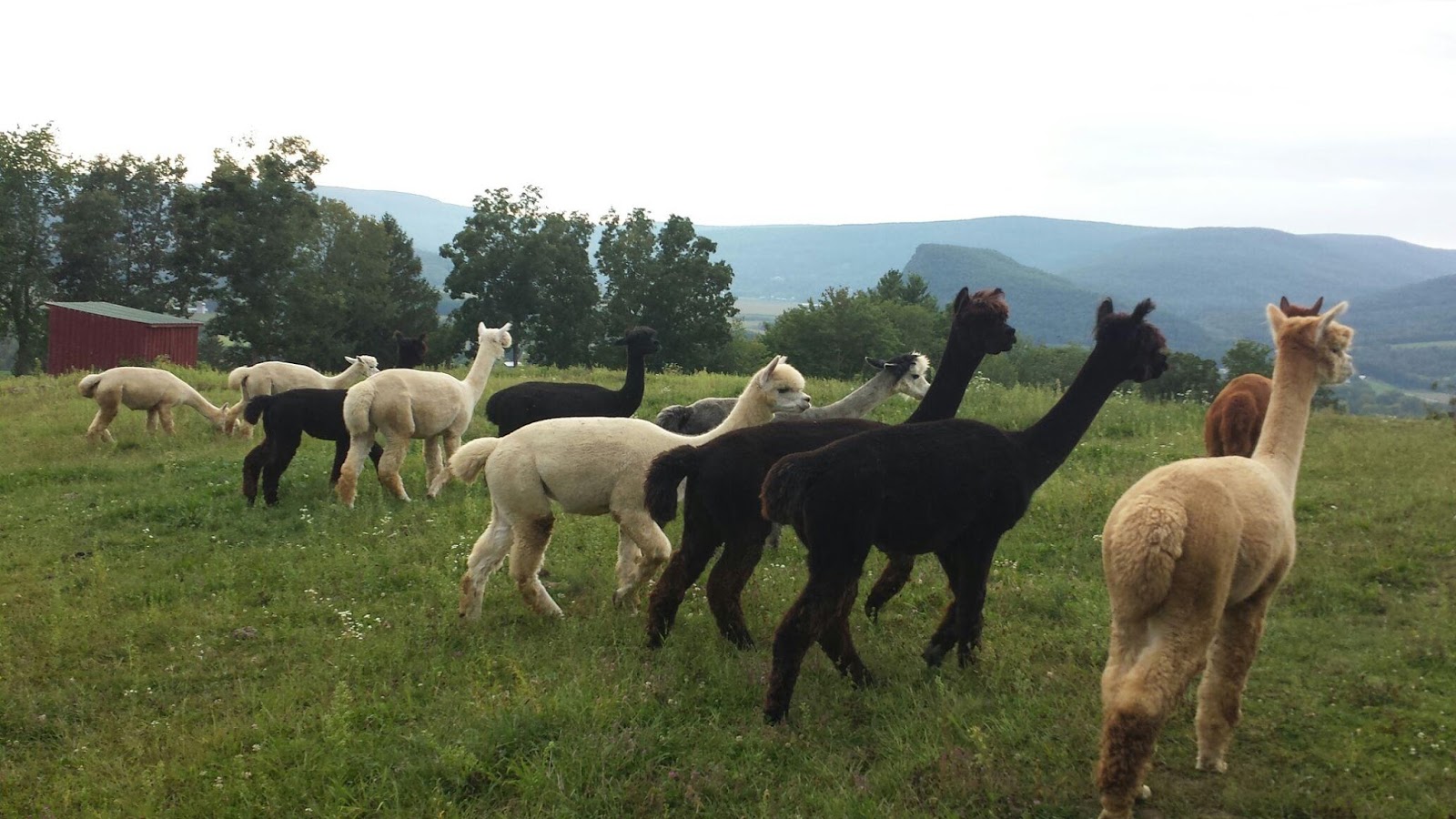 New York Wildlife Rescue Lovely Alpacas Need New Homes