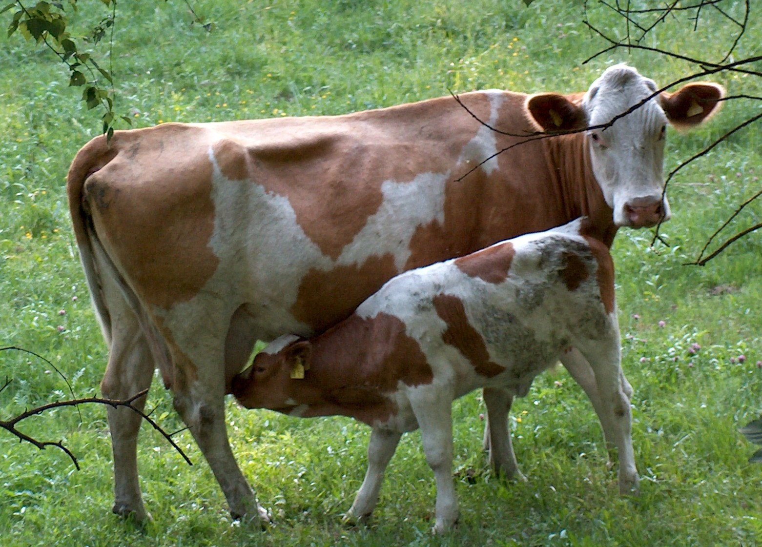 Baby Sapi Gambar Sapi Lengkap - The-Uniquez
