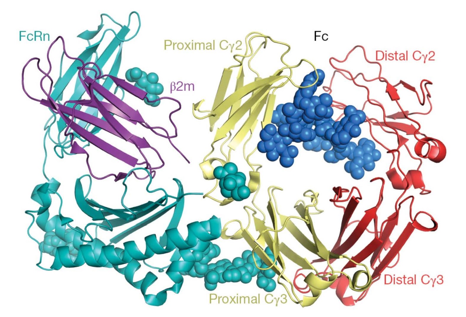 The Structure and Function of The Immunoglobulin Classes - pediagenosis