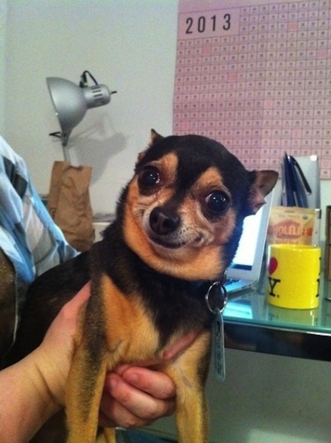 Dogs that are shocked by what is happening Your BLog Name