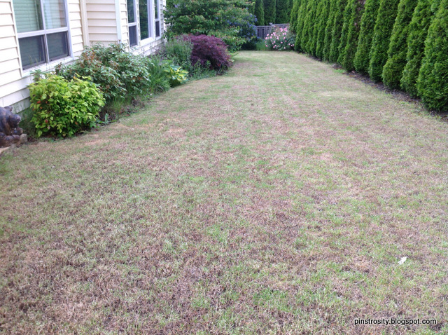 Pinstrosity Salted Lawns Definitely Not What She Was Going For At All