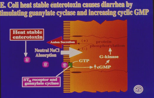 ILMU PANGAN Mekanisme Diare dan Muntah