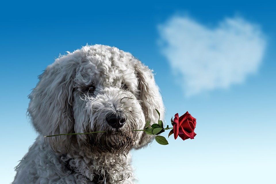 Ne Güzel Köpek Resimleri Gezilmeye Değer Yerler Seyahat Tur Rehberi