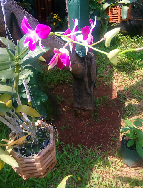 Beautiful Pink Orchid 