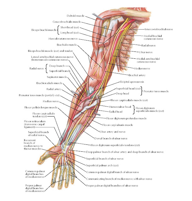 Arteries and Nerves of Upper Limb: Anterior View Anatomy